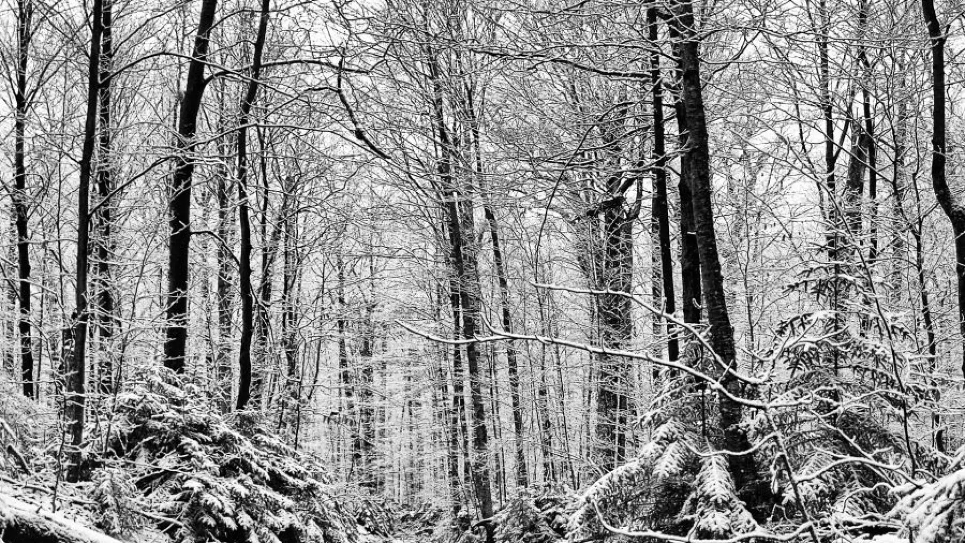 Along the Pine Pond Trail