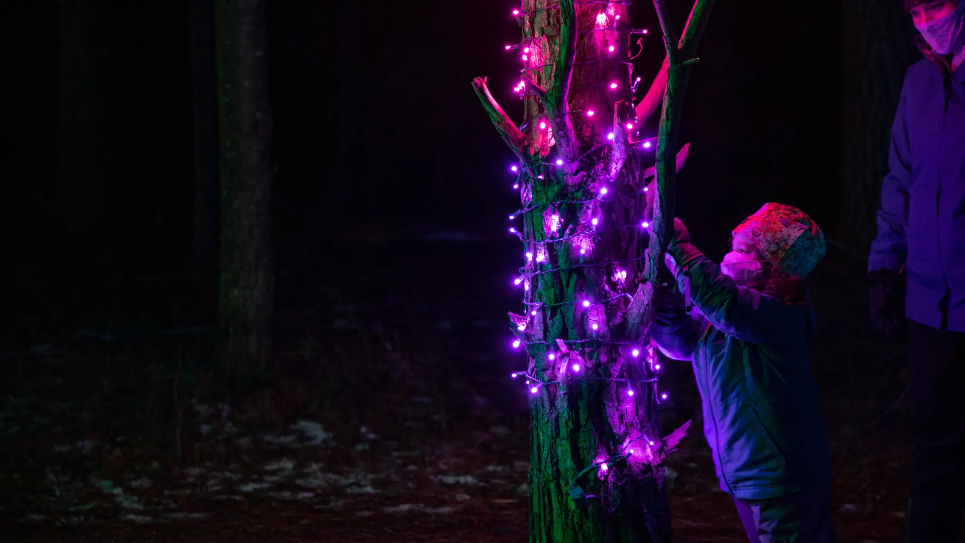 One of the Wild Lights exhibits lights up a tree in pink and purple lights