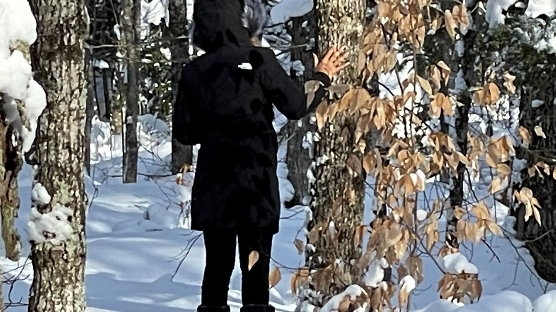 A person in a fur lined hood looks at the frozen leaves still clinging to a beach tree.