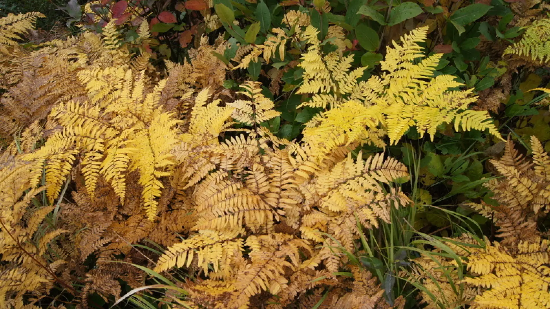 bracken fern