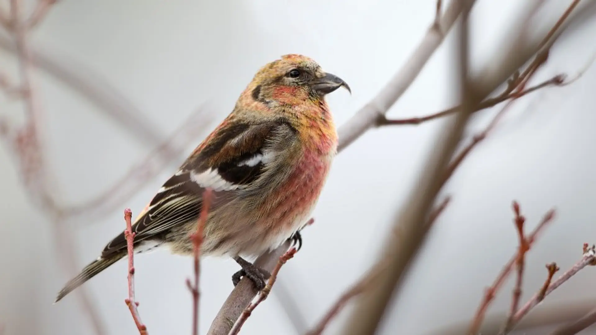 white-winged crossbill Larry