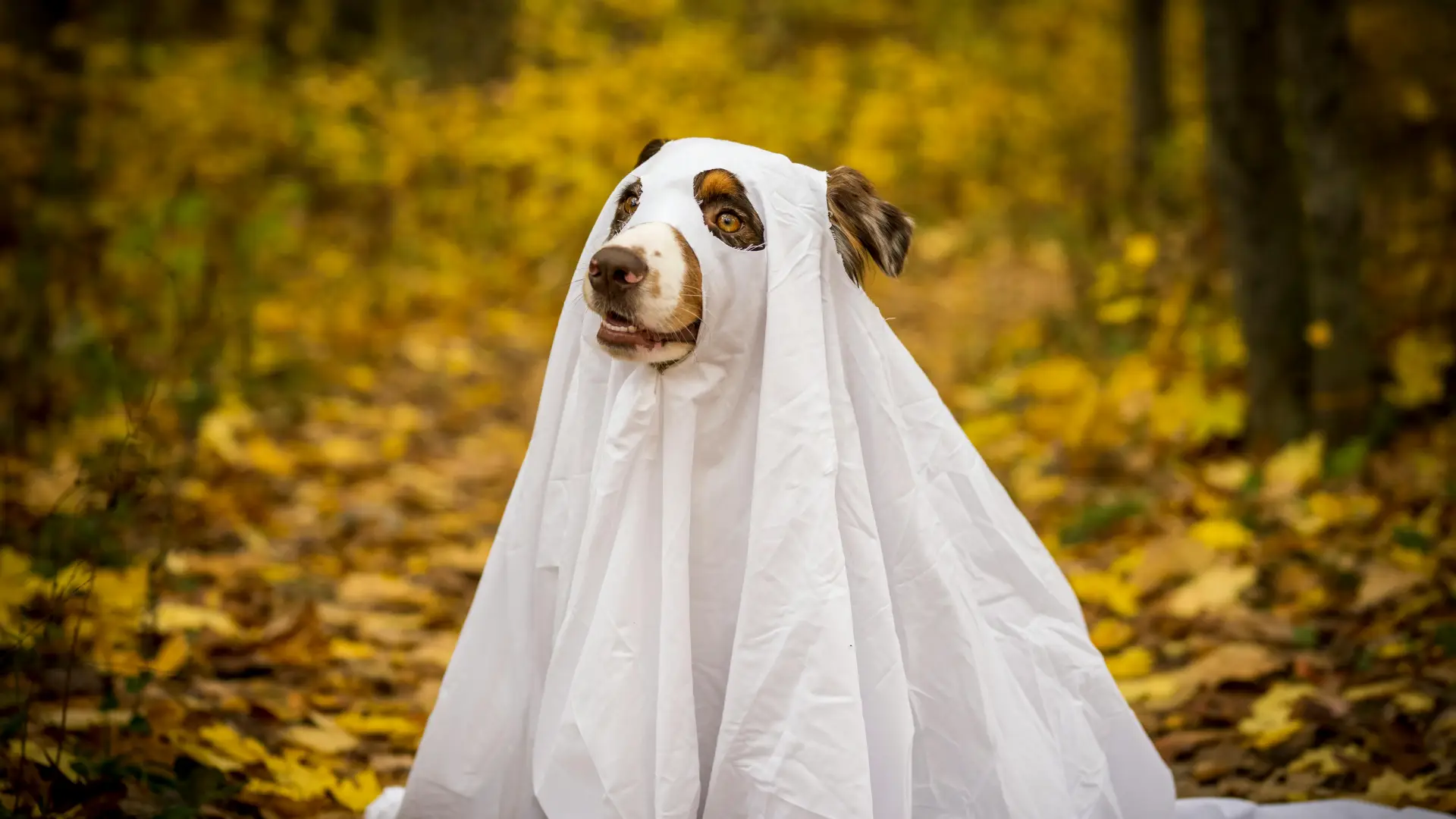 Stock image of dog wearing a sheet like a ghost with eye and nose holes cut out sitting outside on golden fallen leaves