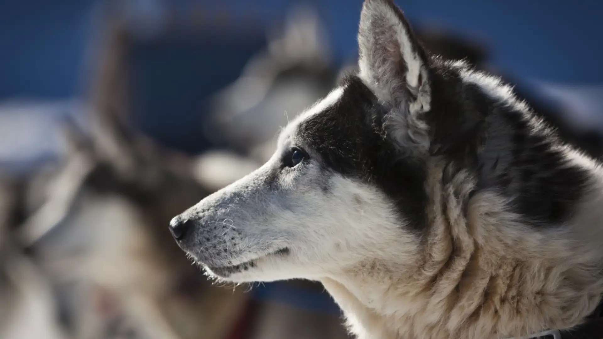 Sled dog