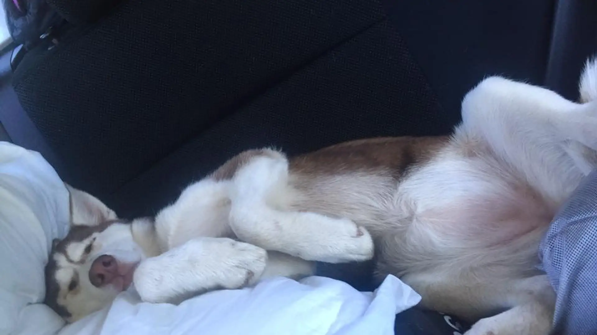 It's safe to say that Lake Placid tired this puppy out with all it's excitement.