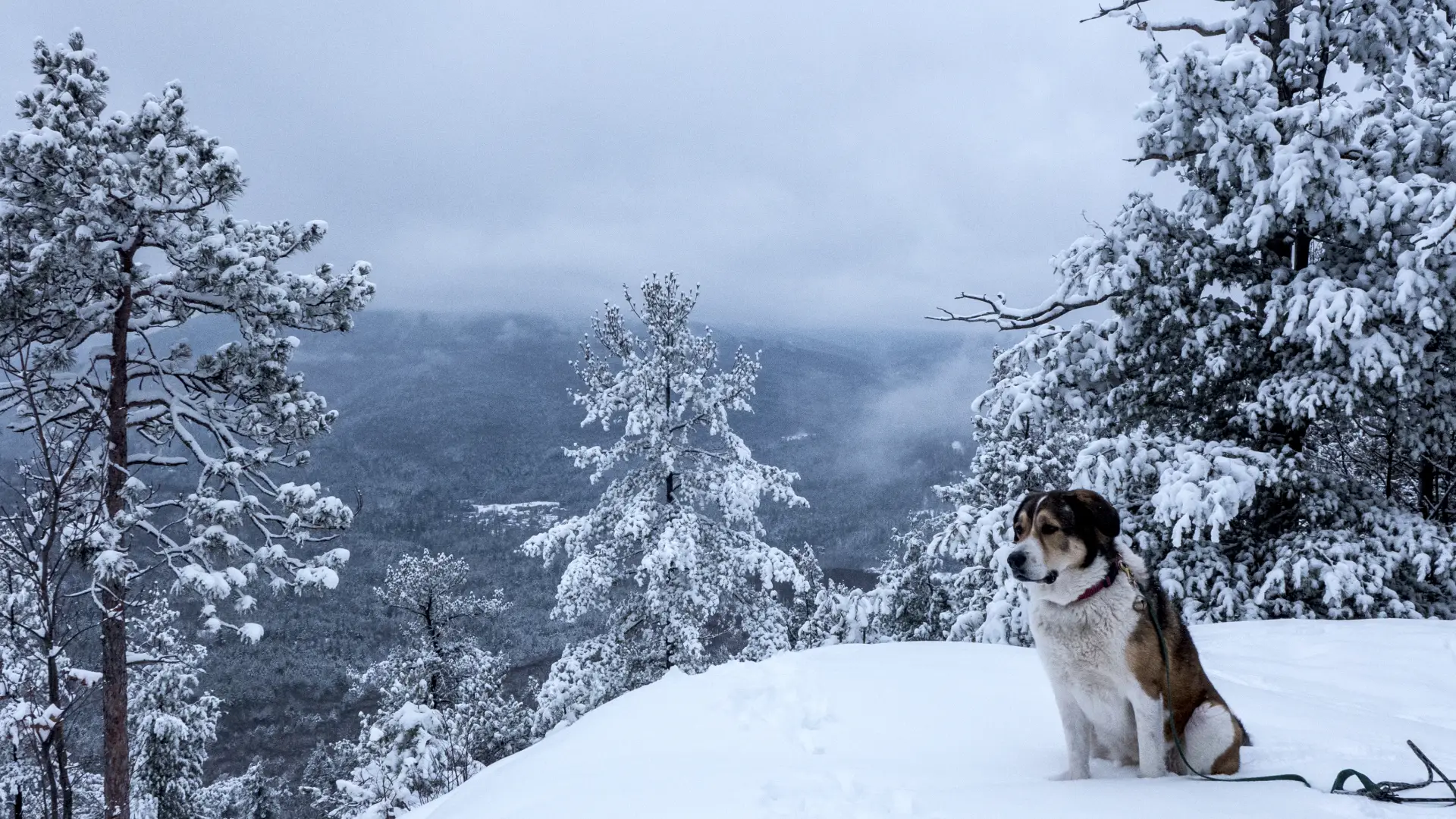 Winter summiting with a dog means making sure their paws are protected.