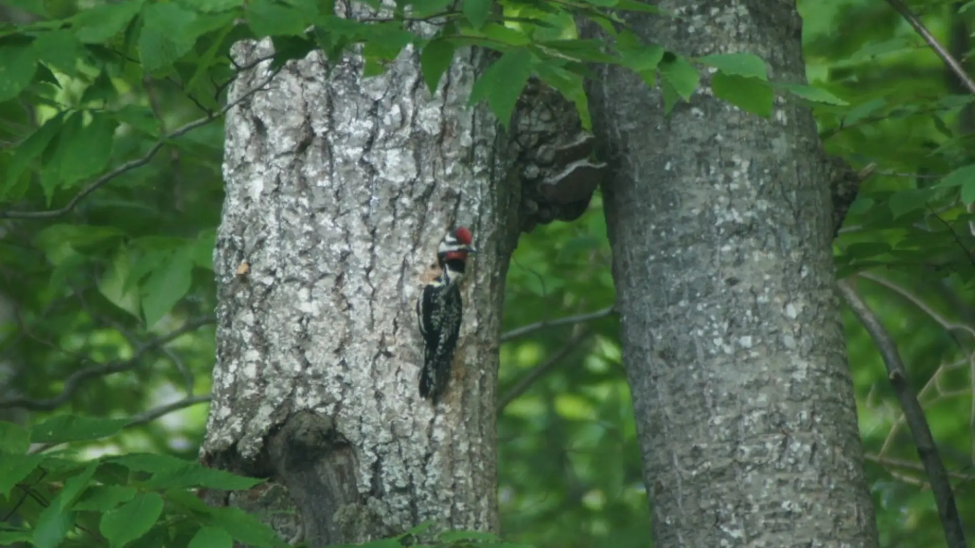 Yellow-bellied Sapsucker Nest hole