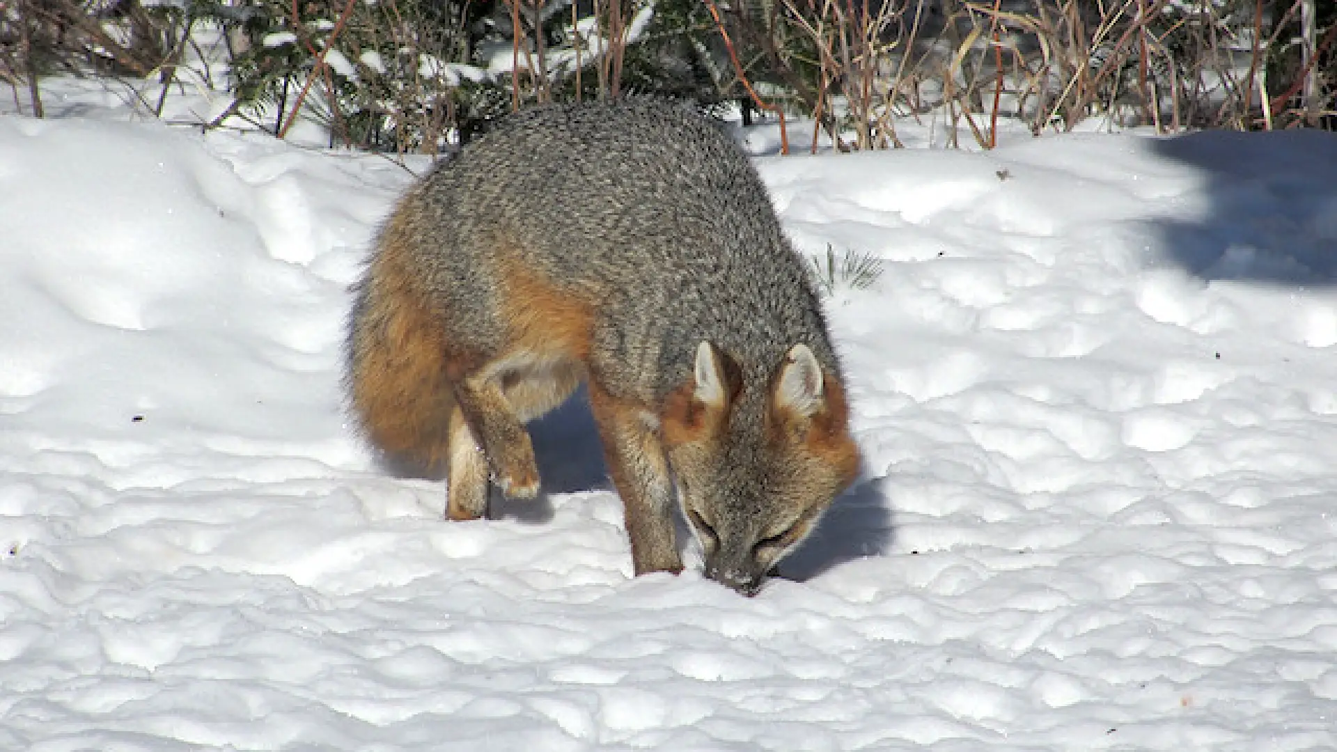 Plenty of wildlife watching opportunities.