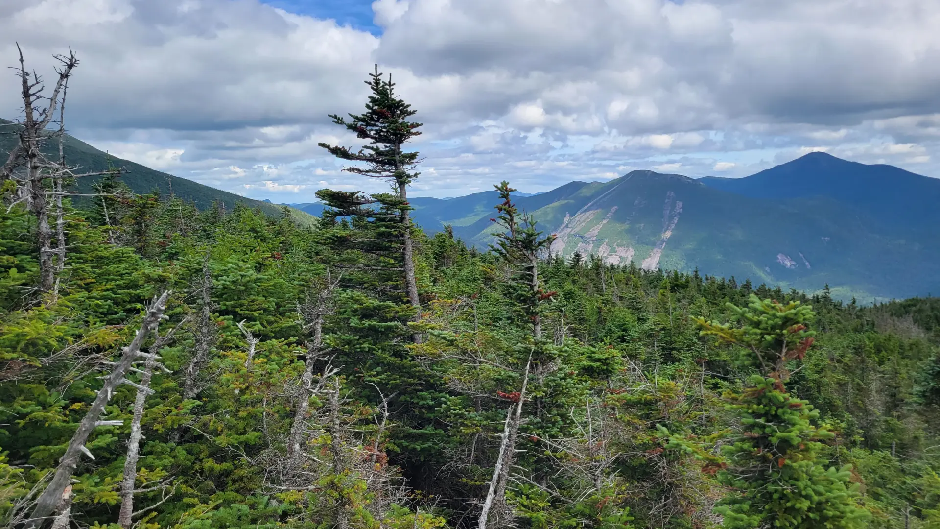 A view of tree-covered mountains