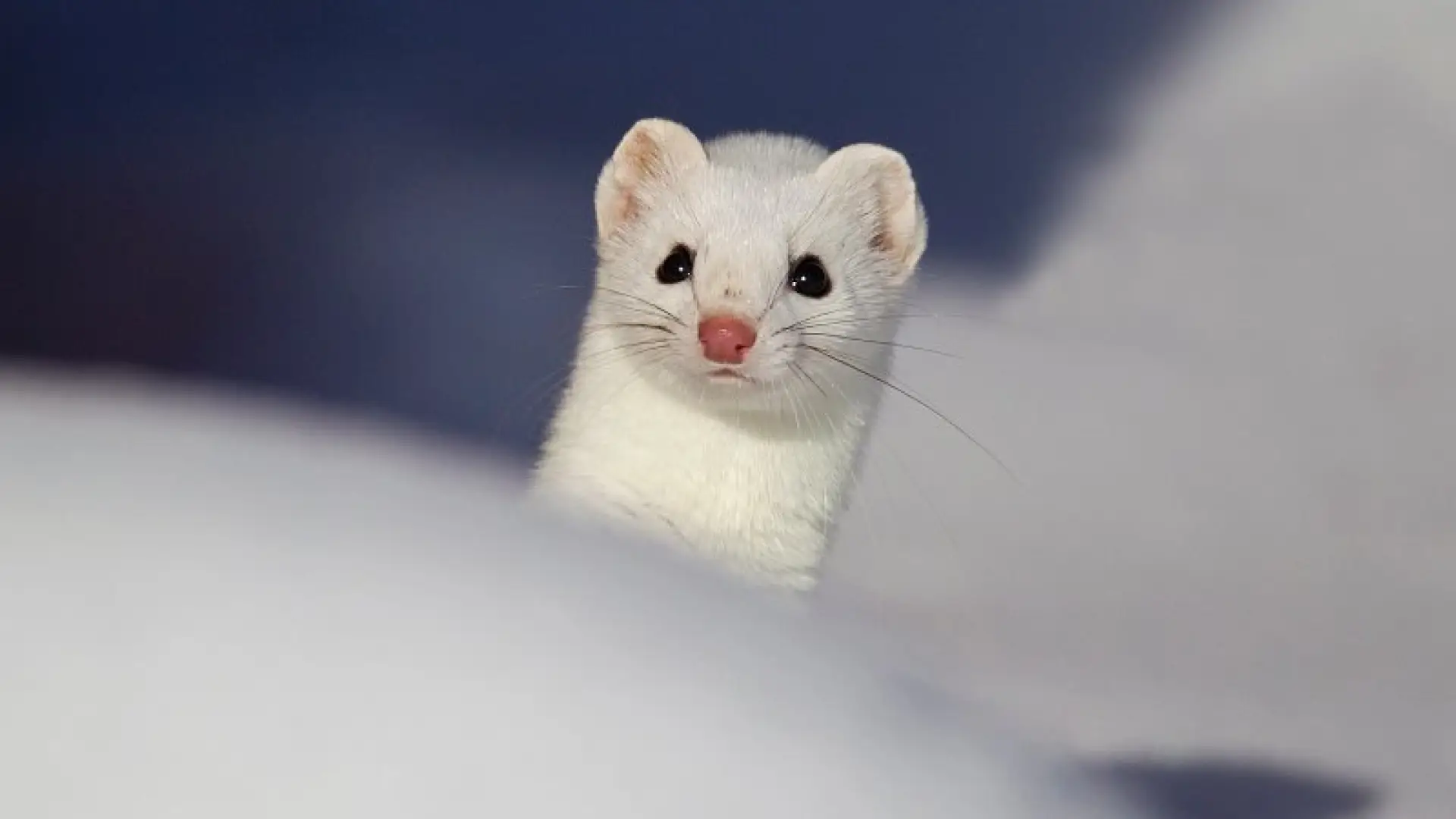 ermine - Larry