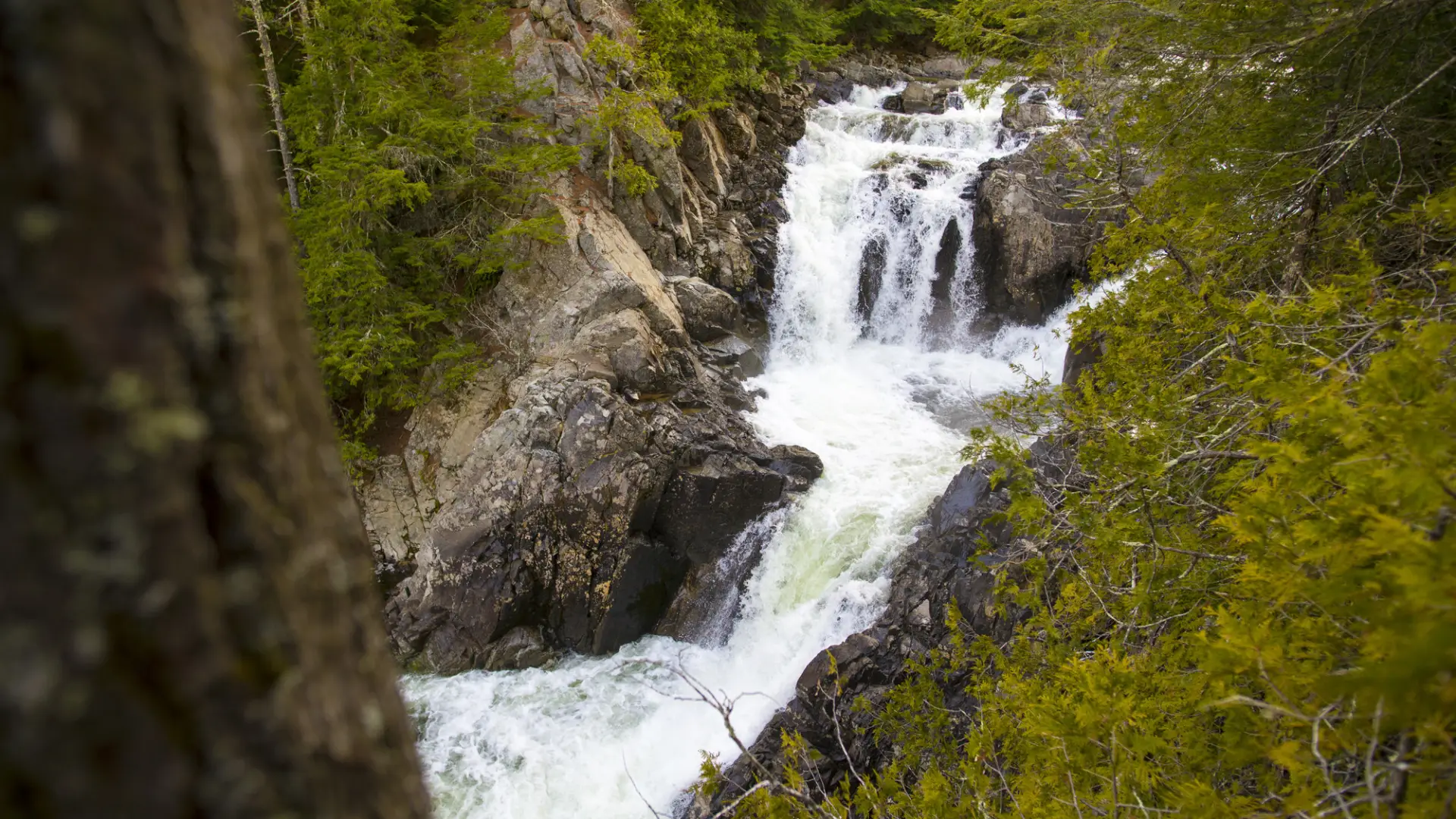 A waterfall surrounded by an evergreen forest.