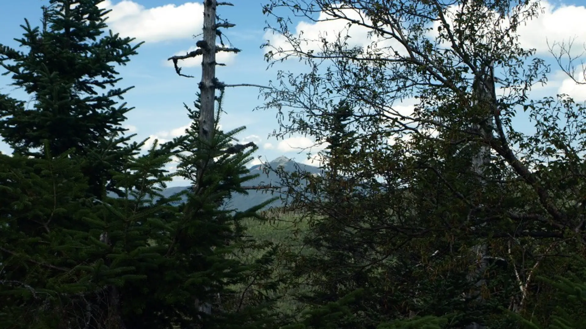 A view shrouded by trees