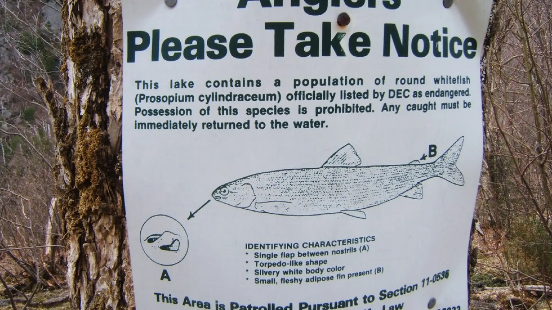 Special fishing regulations should always be noted.