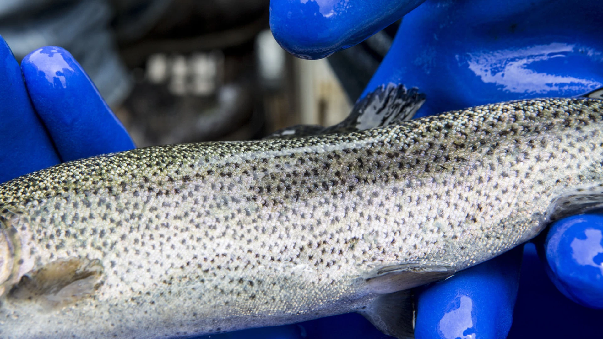 This one has a future in a mountain stream.