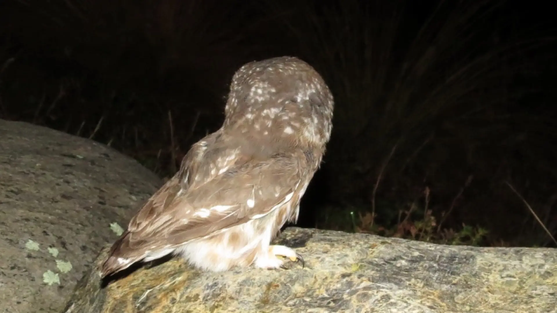 Northern Saw-whet Owl