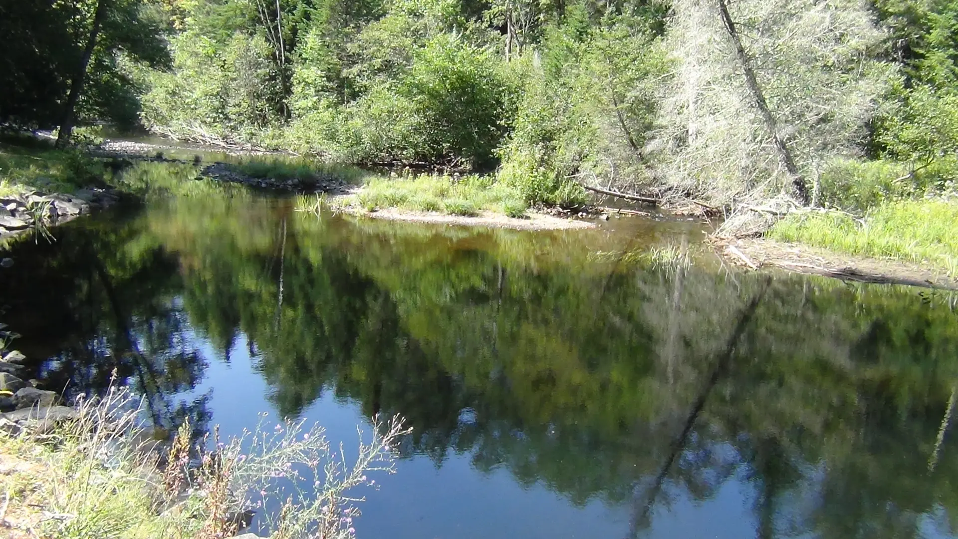 A wooded portion of a slow-moving river.