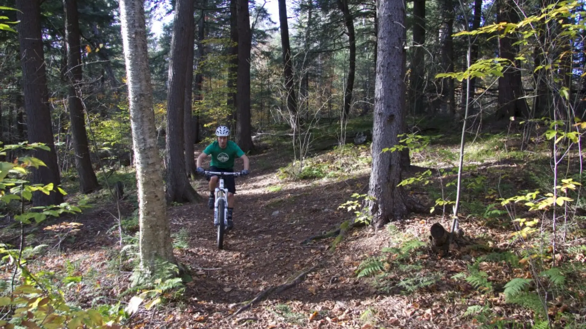 A pleasant ride through the forest