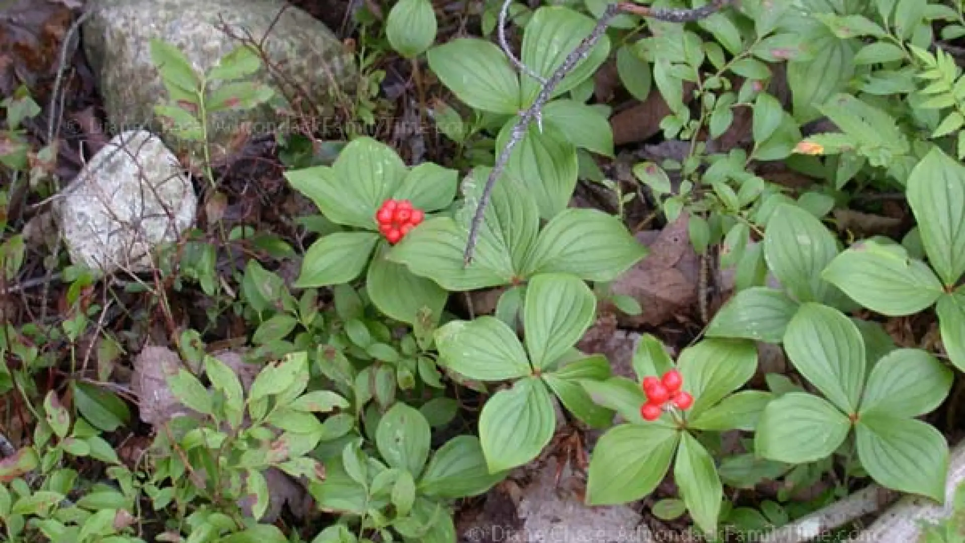 Bunchberries in fruit