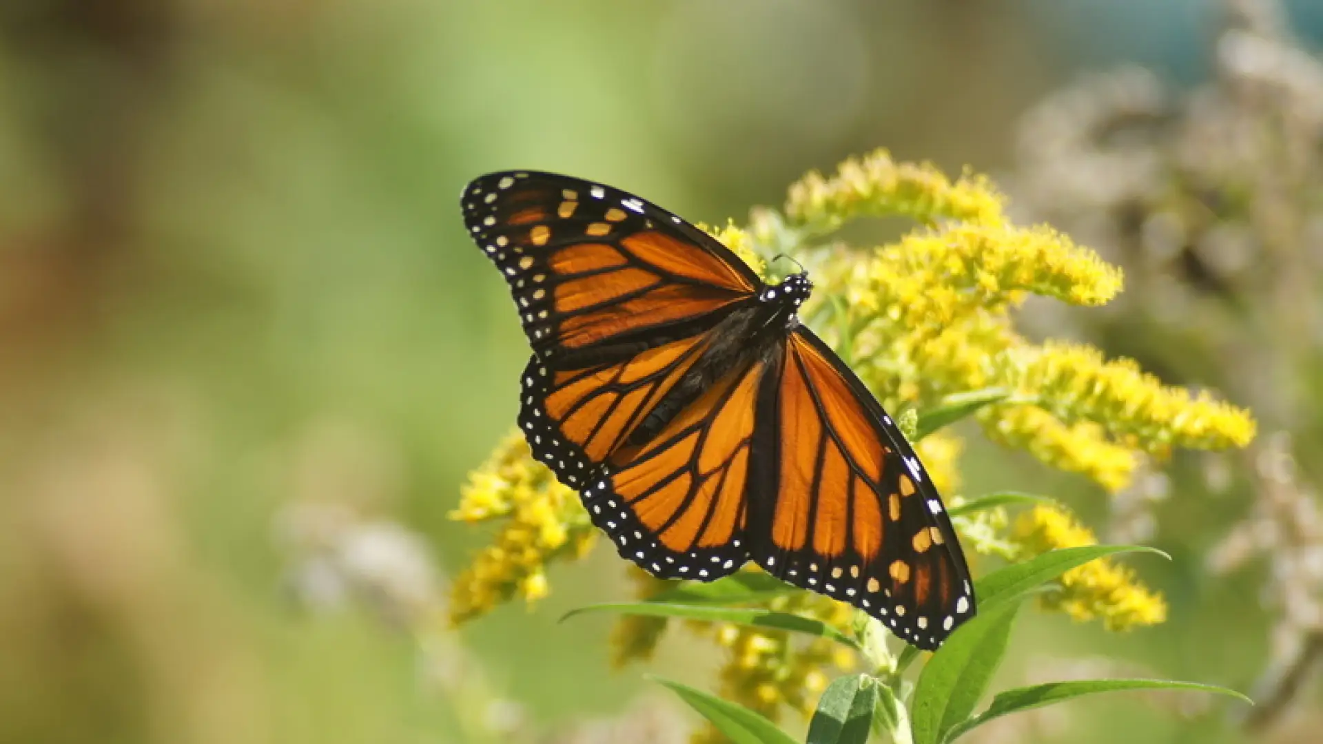 monarch - goldenrod