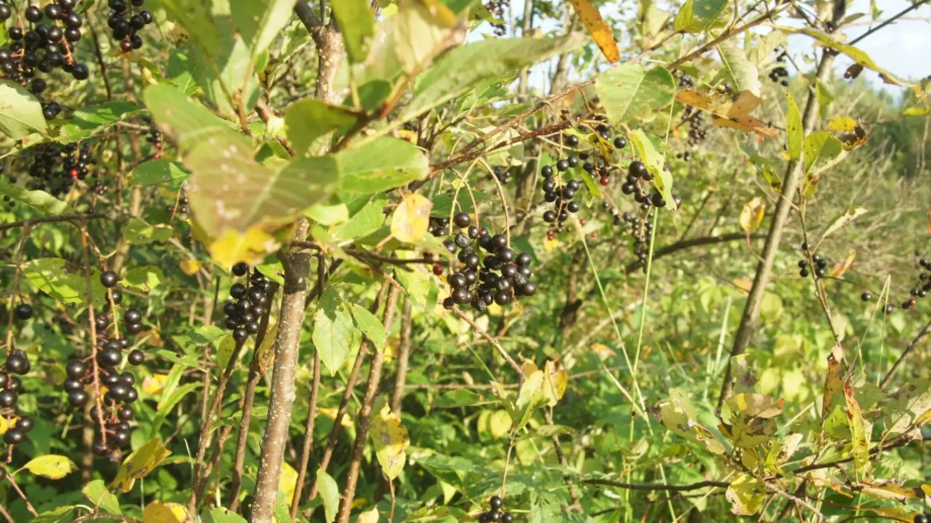 choke cherry