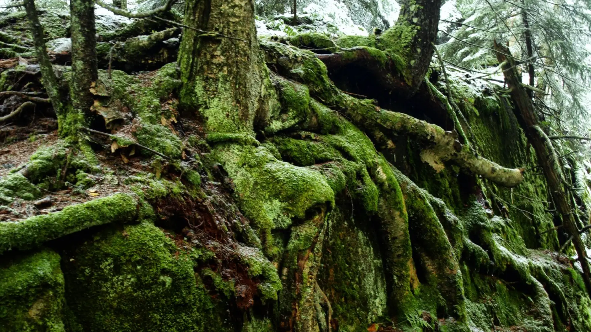 Yellow birch roots