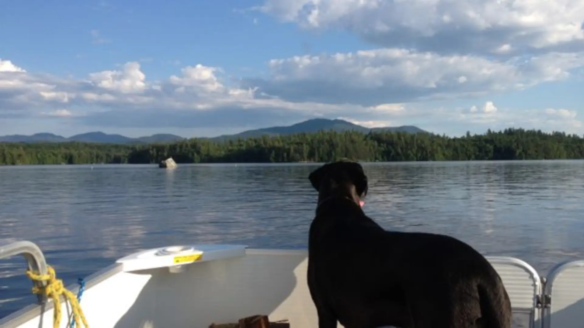A black dog stares off the edge of a pontoon boat while enjoying Saranac Lake's island camping.