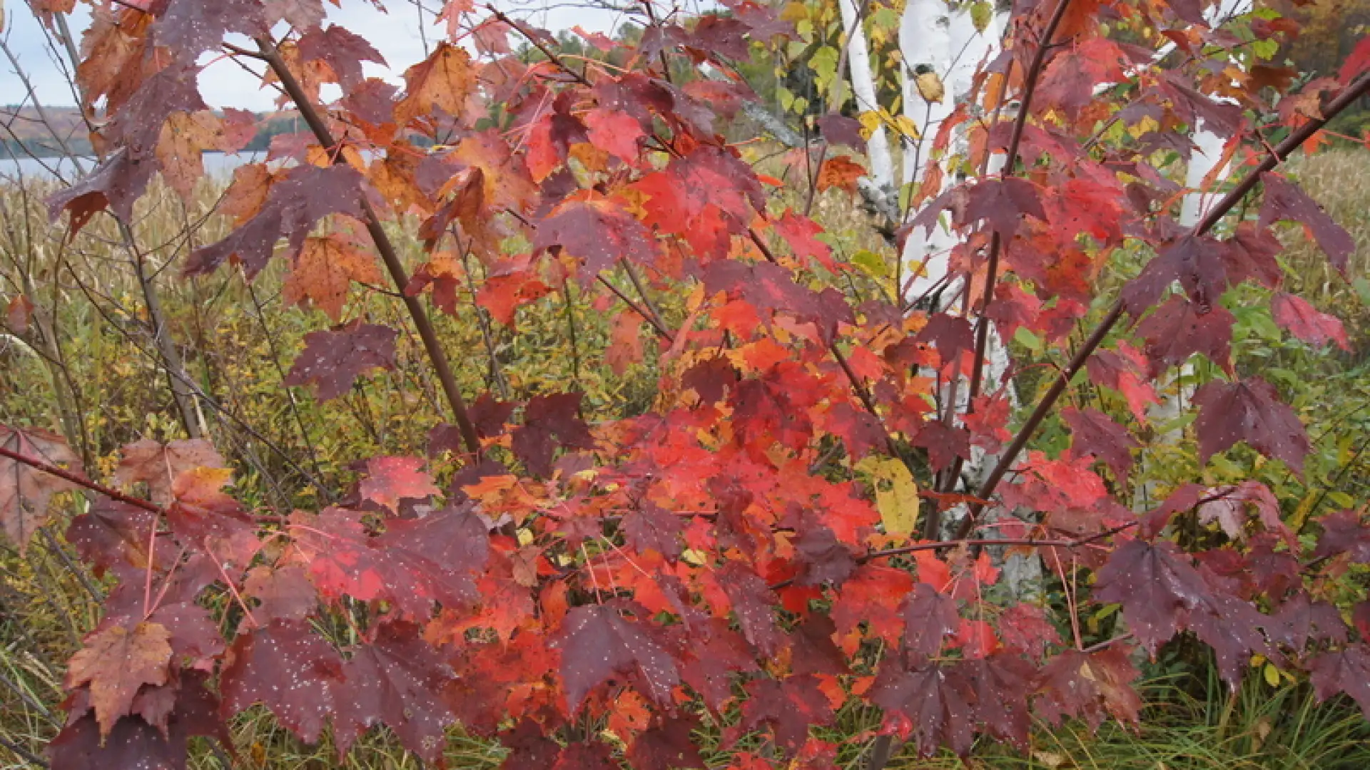 red maple