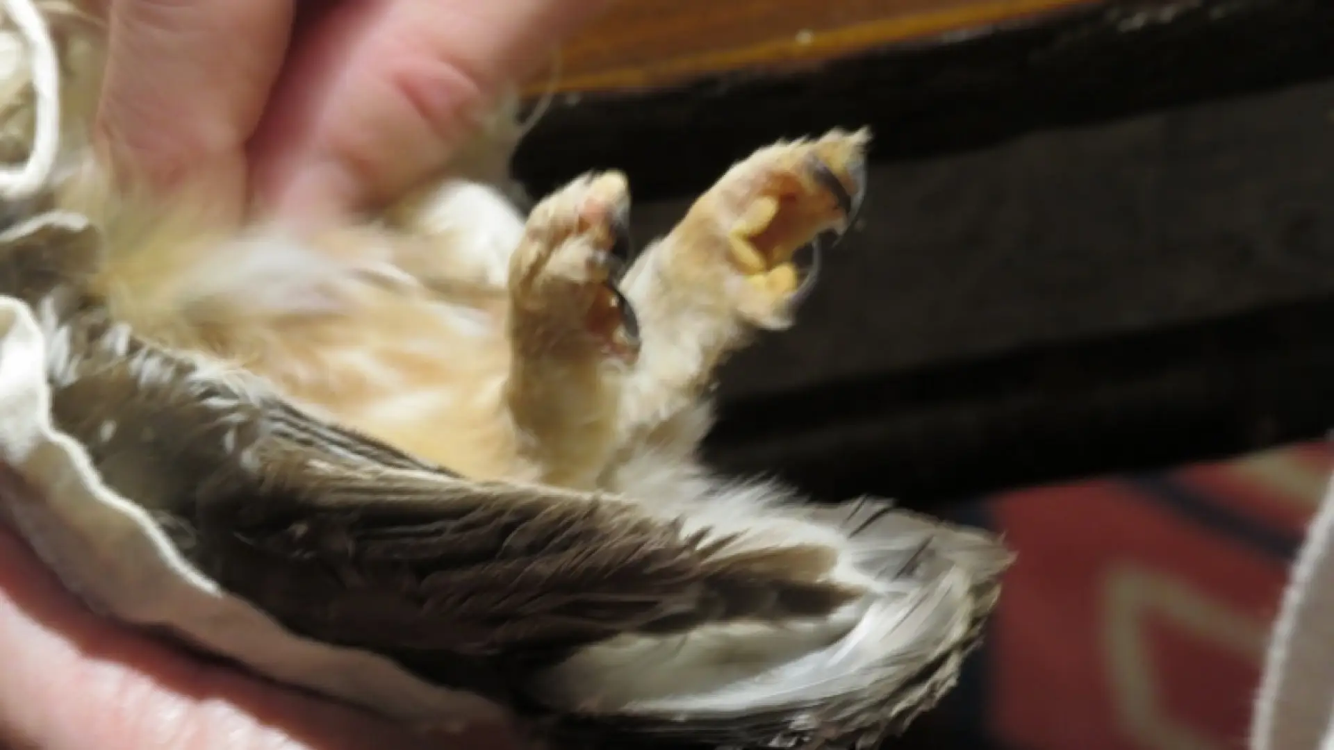 Checking Northern Saw-whet Owl's breast muscle mass