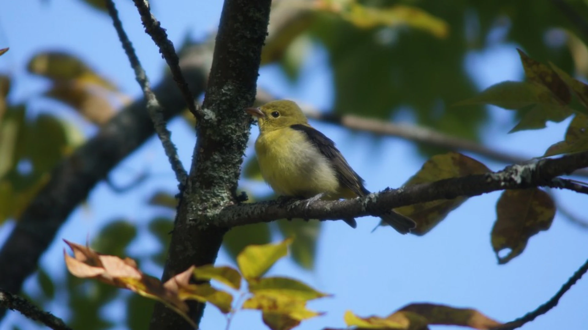 scarlet tanager