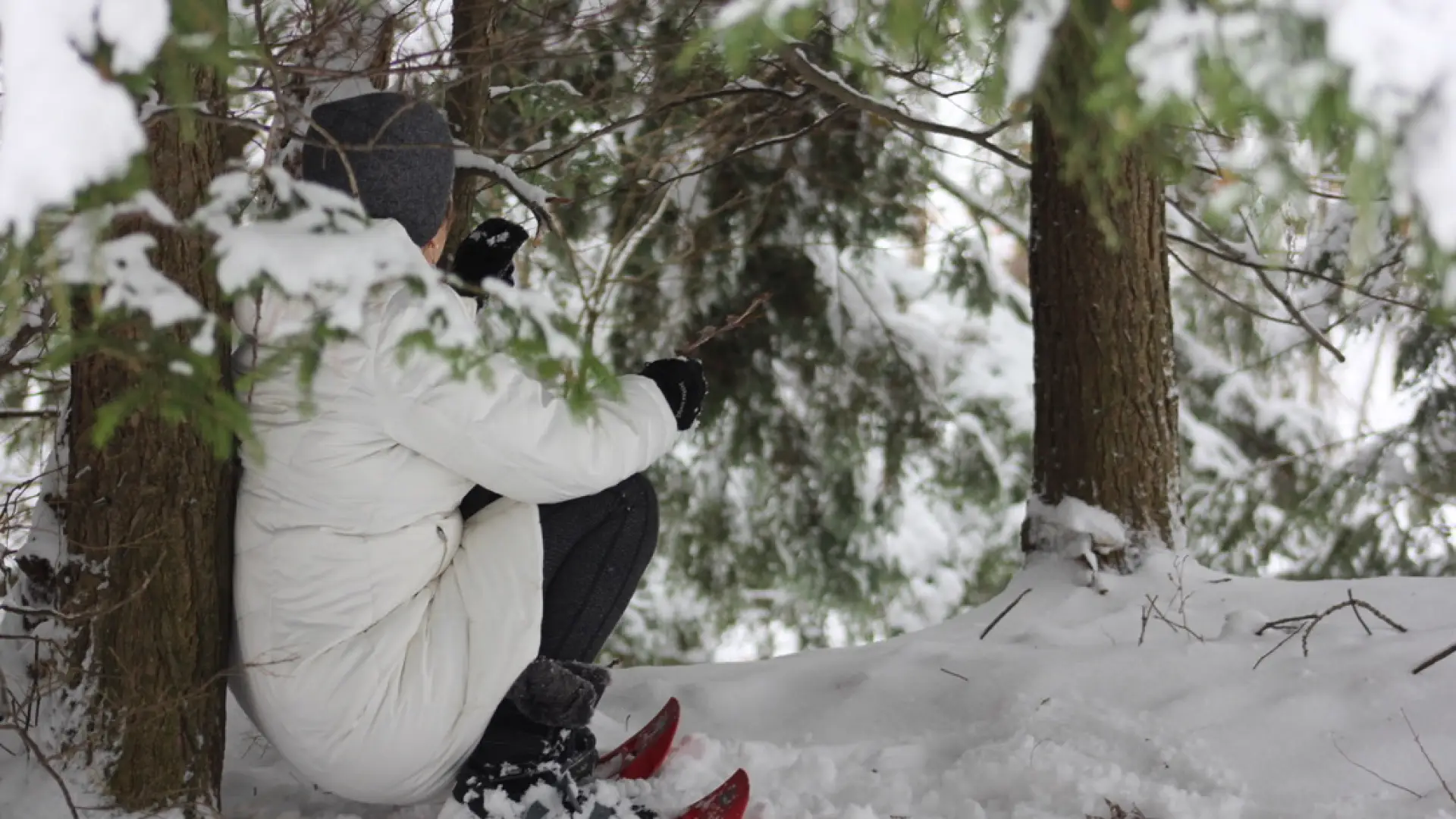 A person in snow shoe sits under a white pine tree on a bed of snow