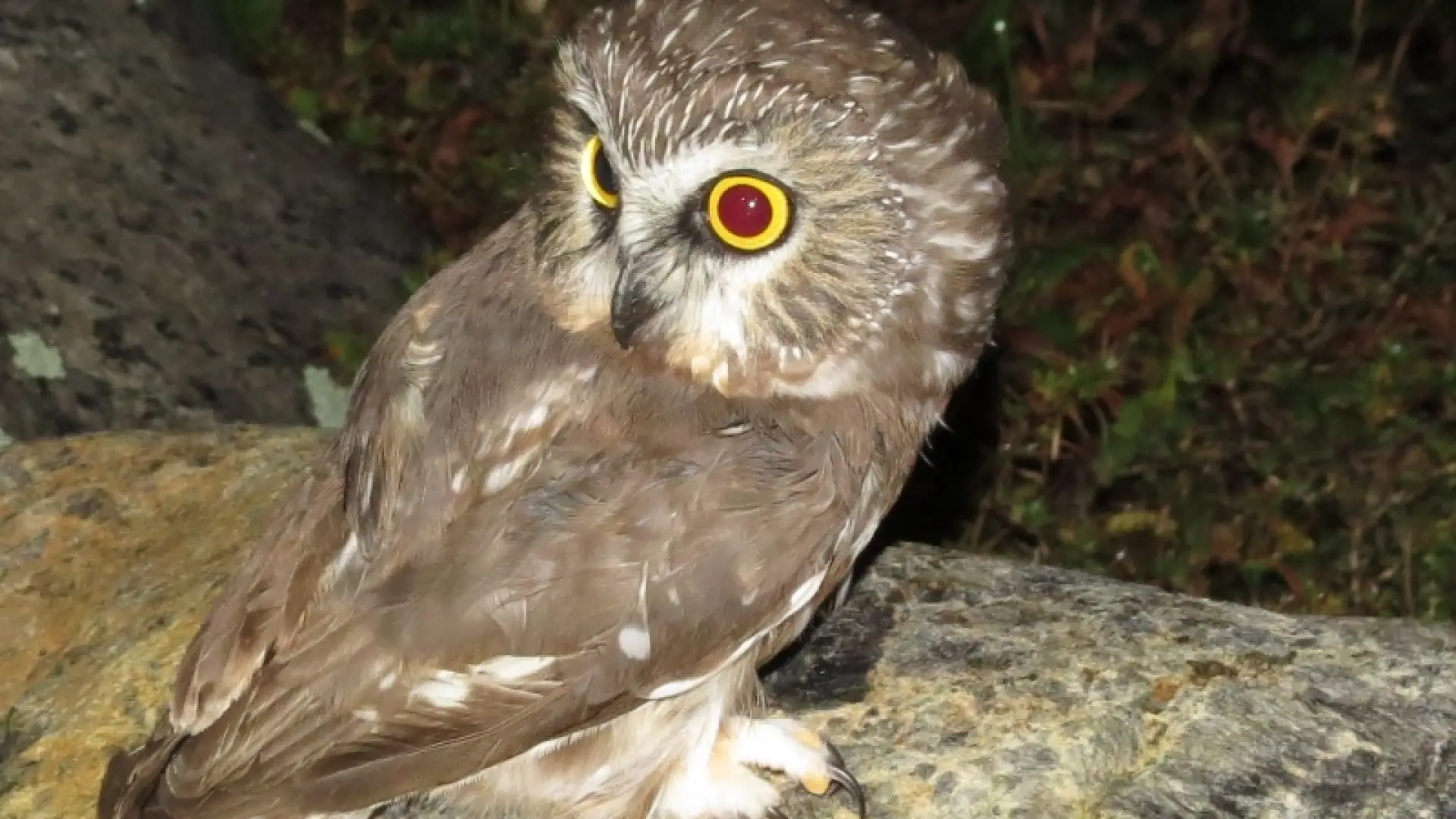 Northern Saw-whet Owl