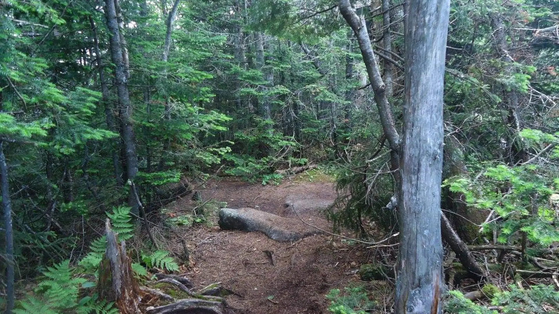 A wooded summit