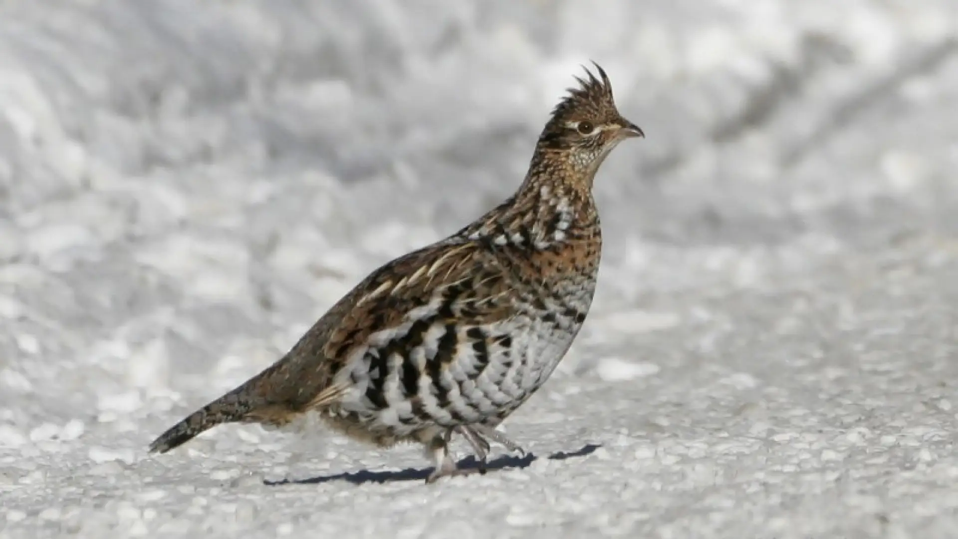 ruffed grouse - snow