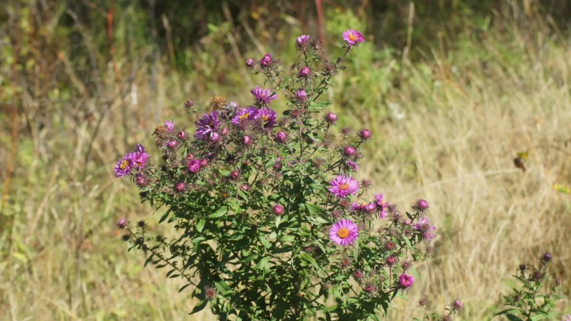 New England Aster