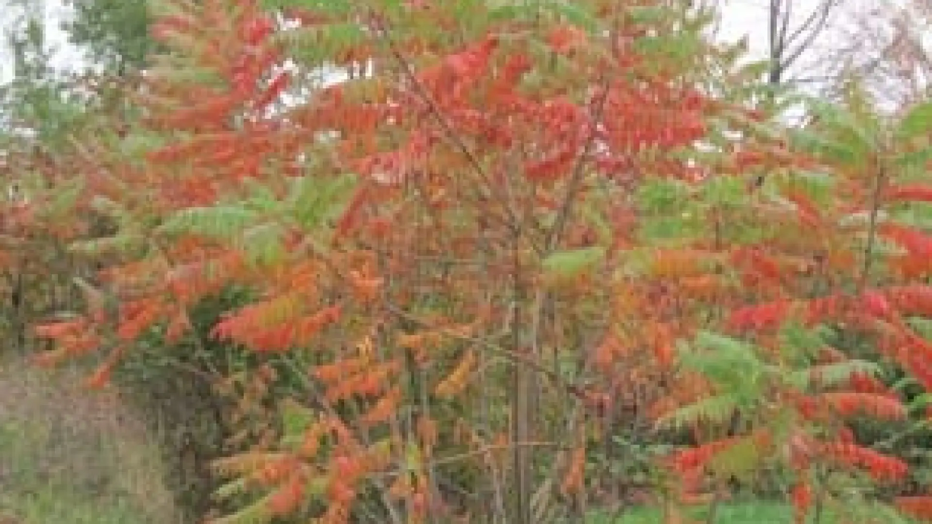 Autumn Leaves around Lake Placid
