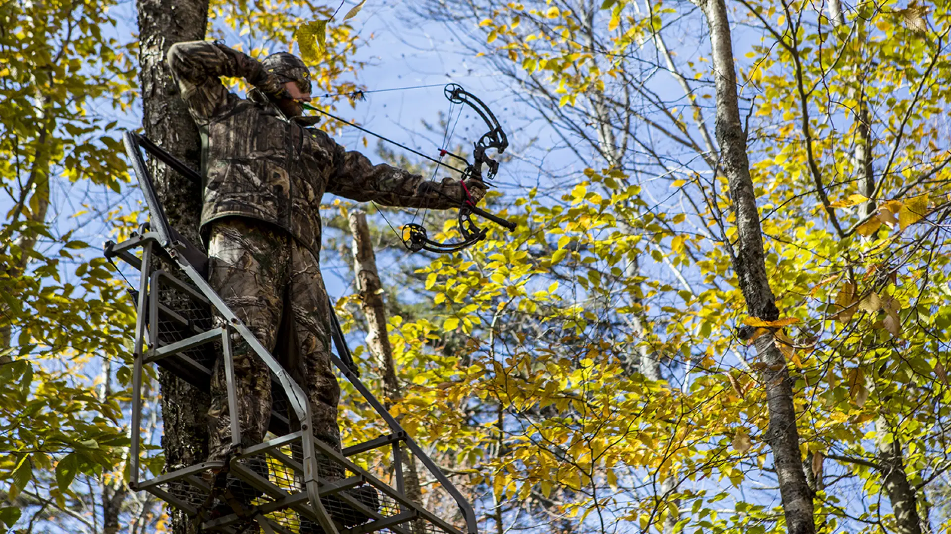 A man shoots a bow and arrow in a tree.
