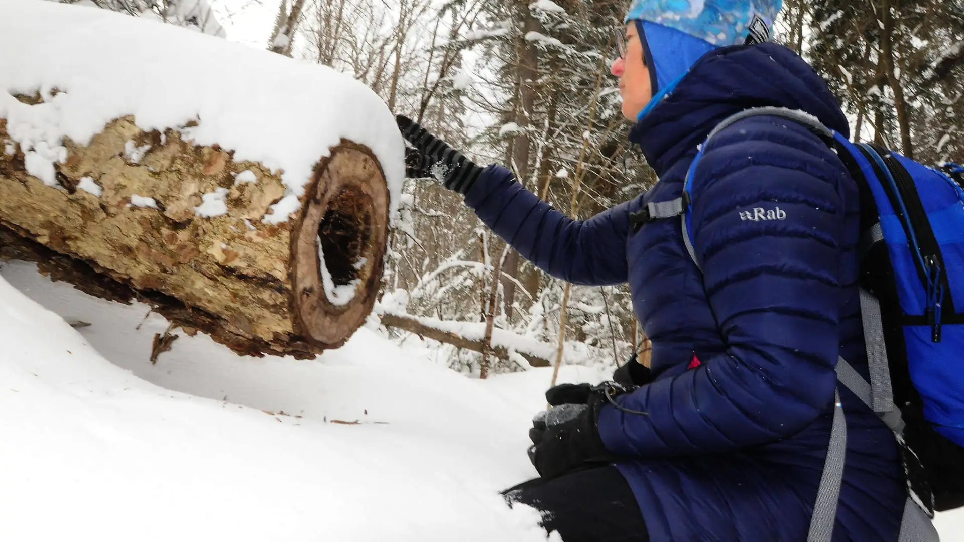 A person in a blue had inspects the snow gathered on a cut tree trunk