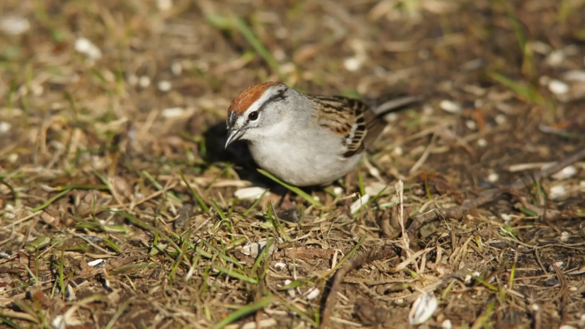 Chipping Sparrow yard
