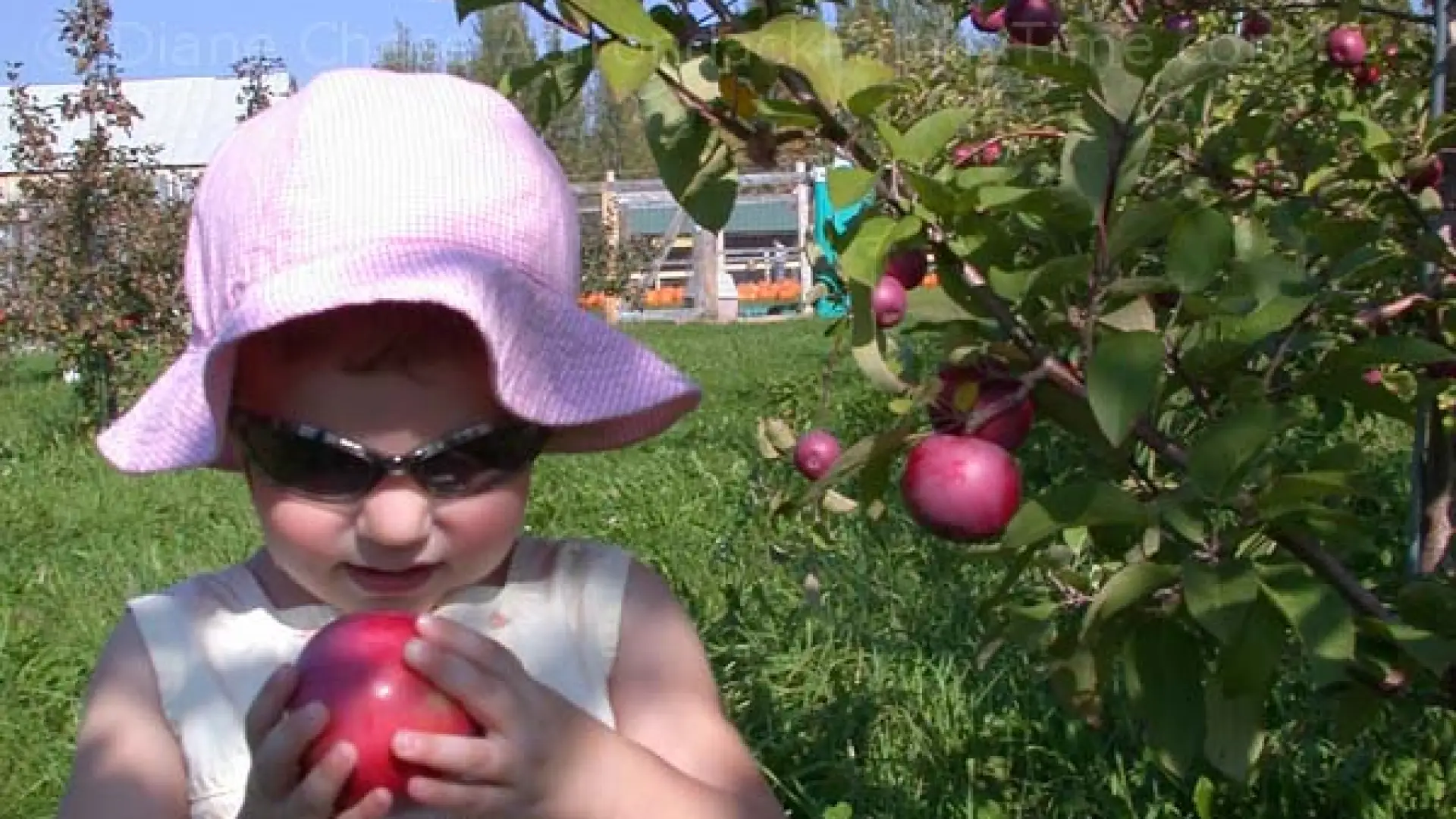 girl holding apple Bankers