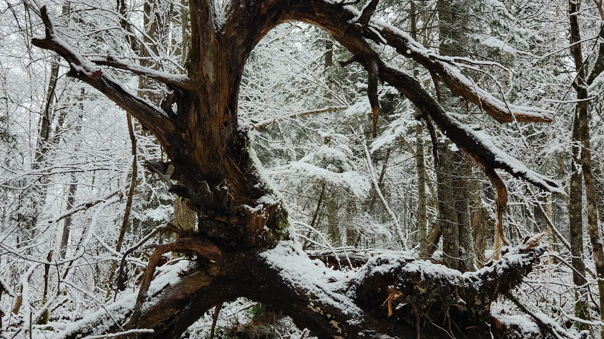 A gnarled fallen tree in the forest takes a sculptural form.