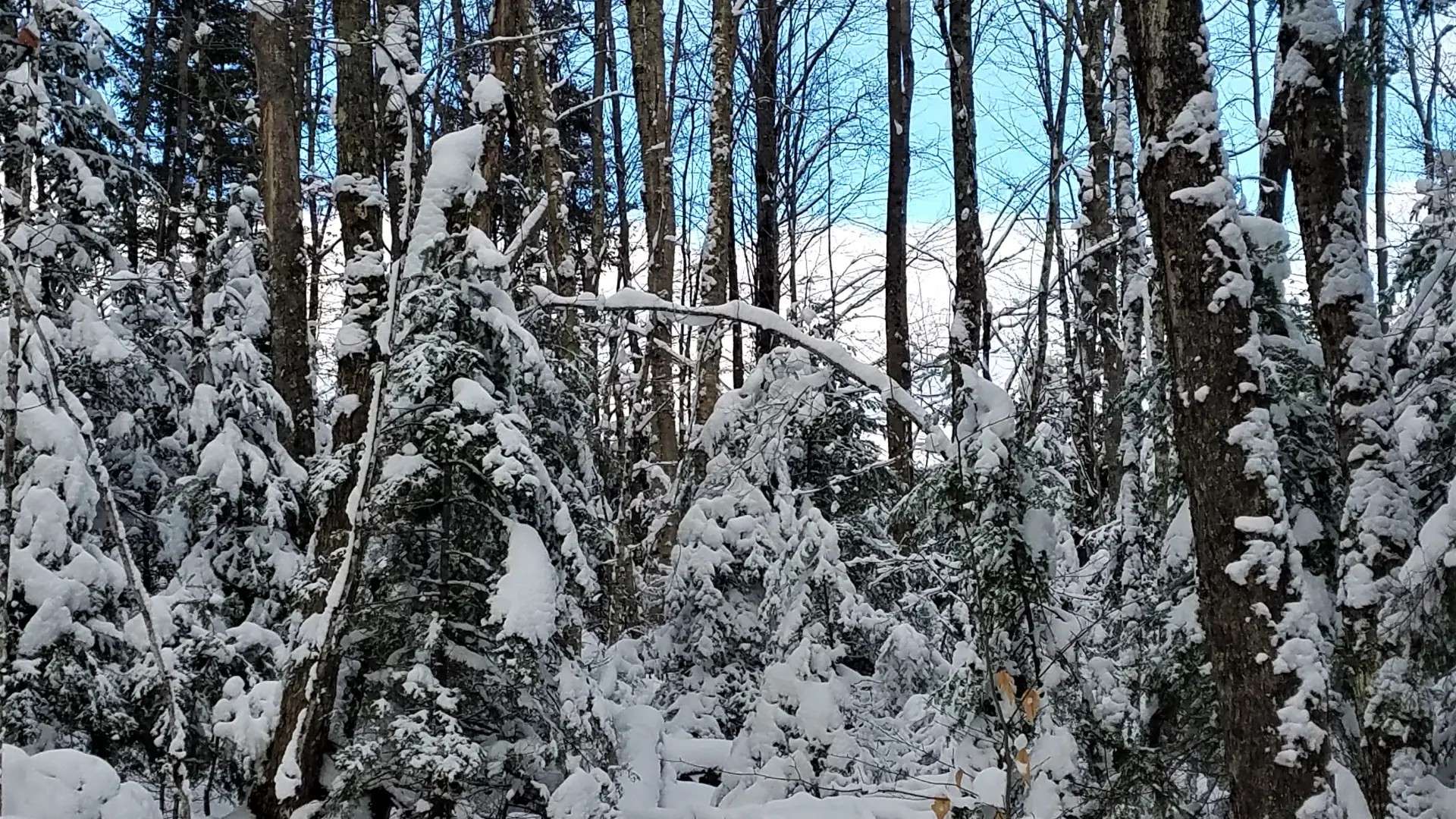 Blue skies past the snow covered trees