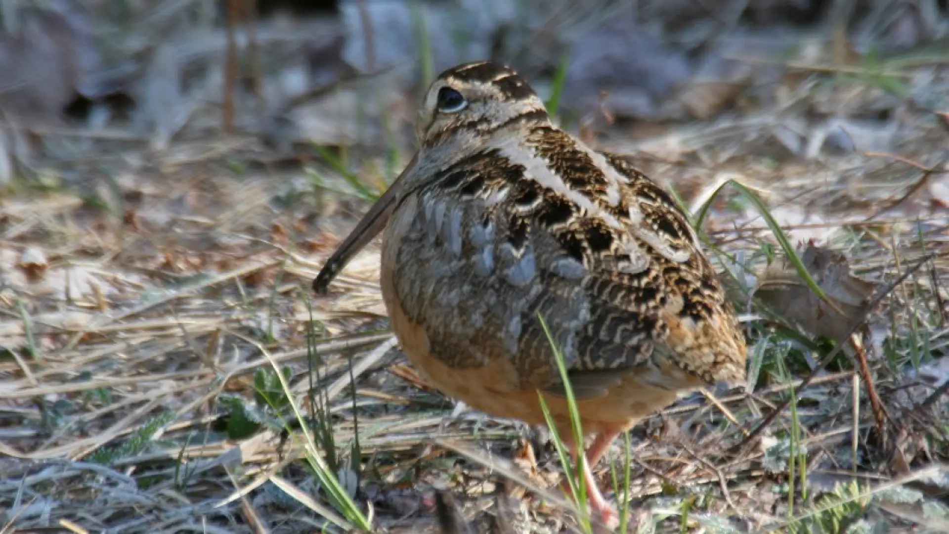 woodcock - Larry