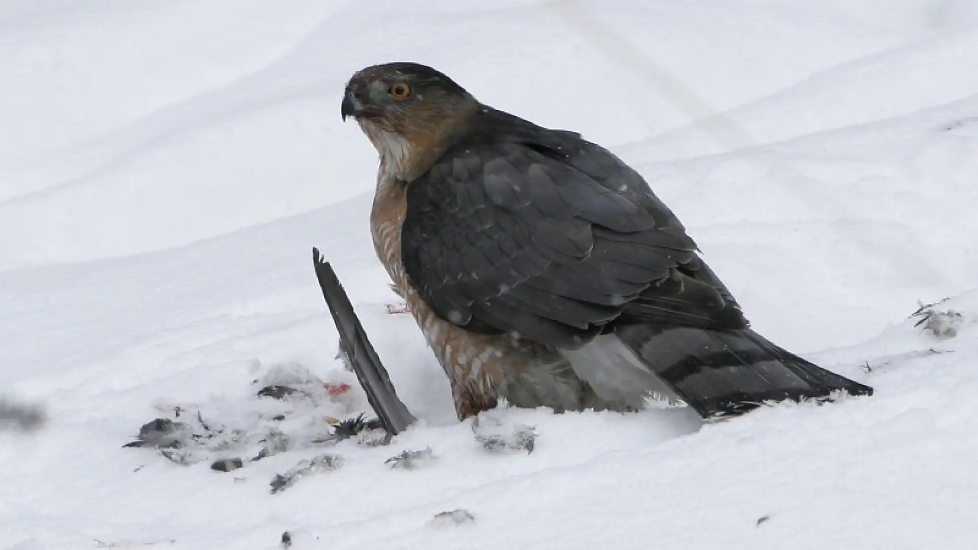 cooper's hawk - Larry