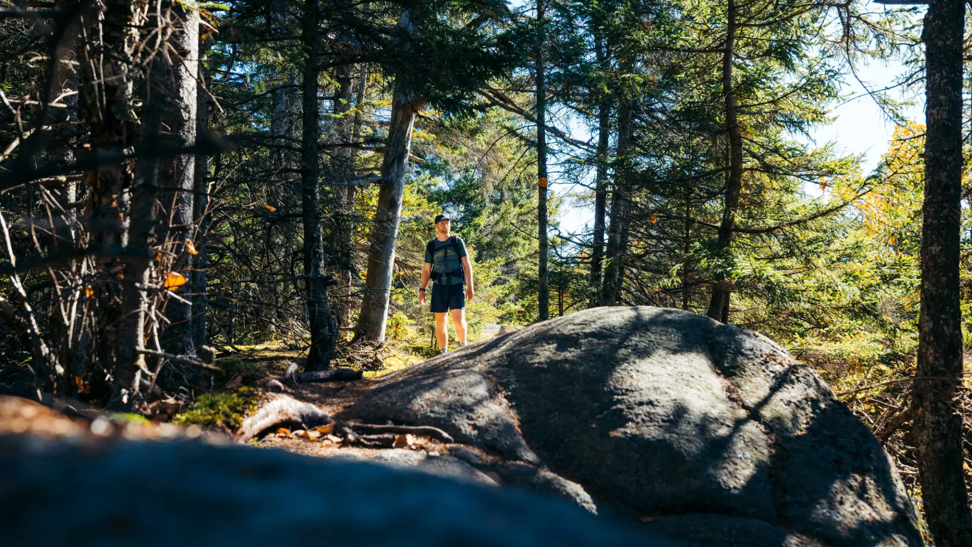 A hiker walking through the forest