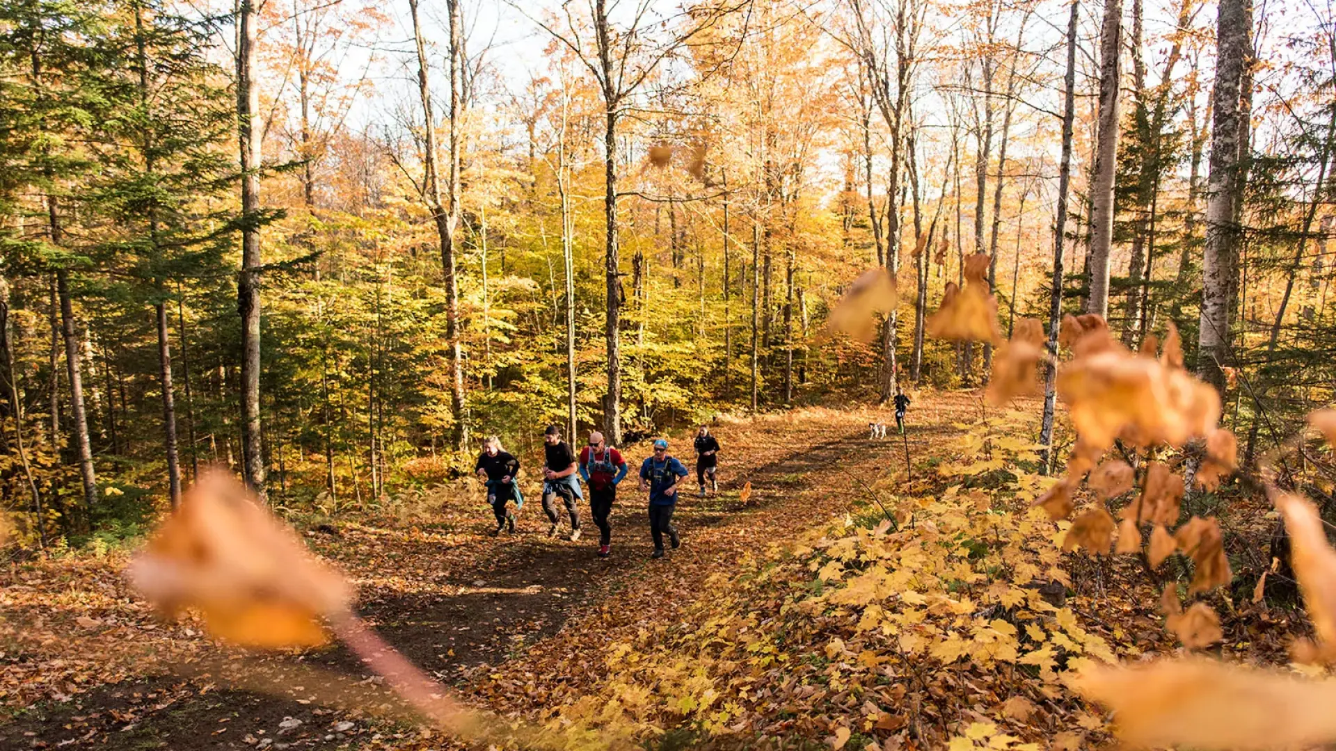 Group of people run on grassy path through fallen leaves past bare trees on sunny fall day