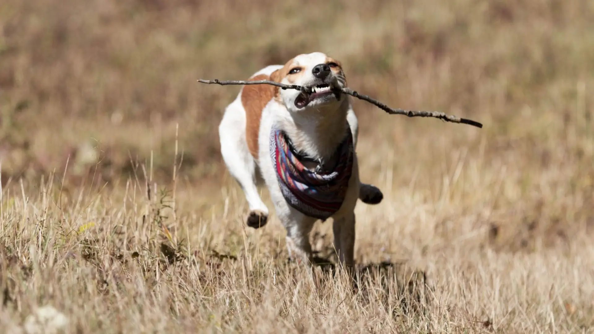 Another dog friendly hike. Eli has the zoomies!