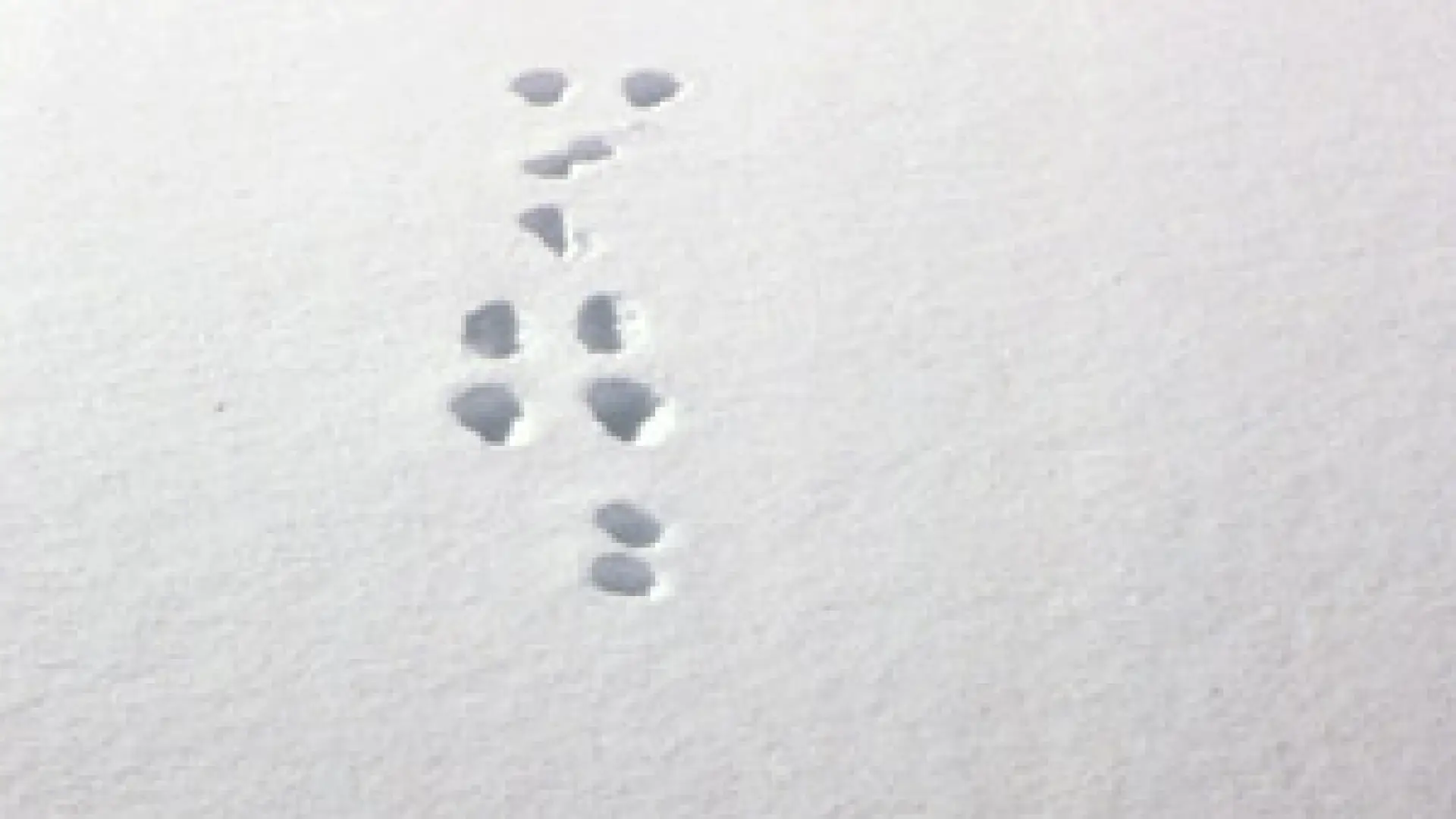 Snowshoe hare tracks, Lake Placid region