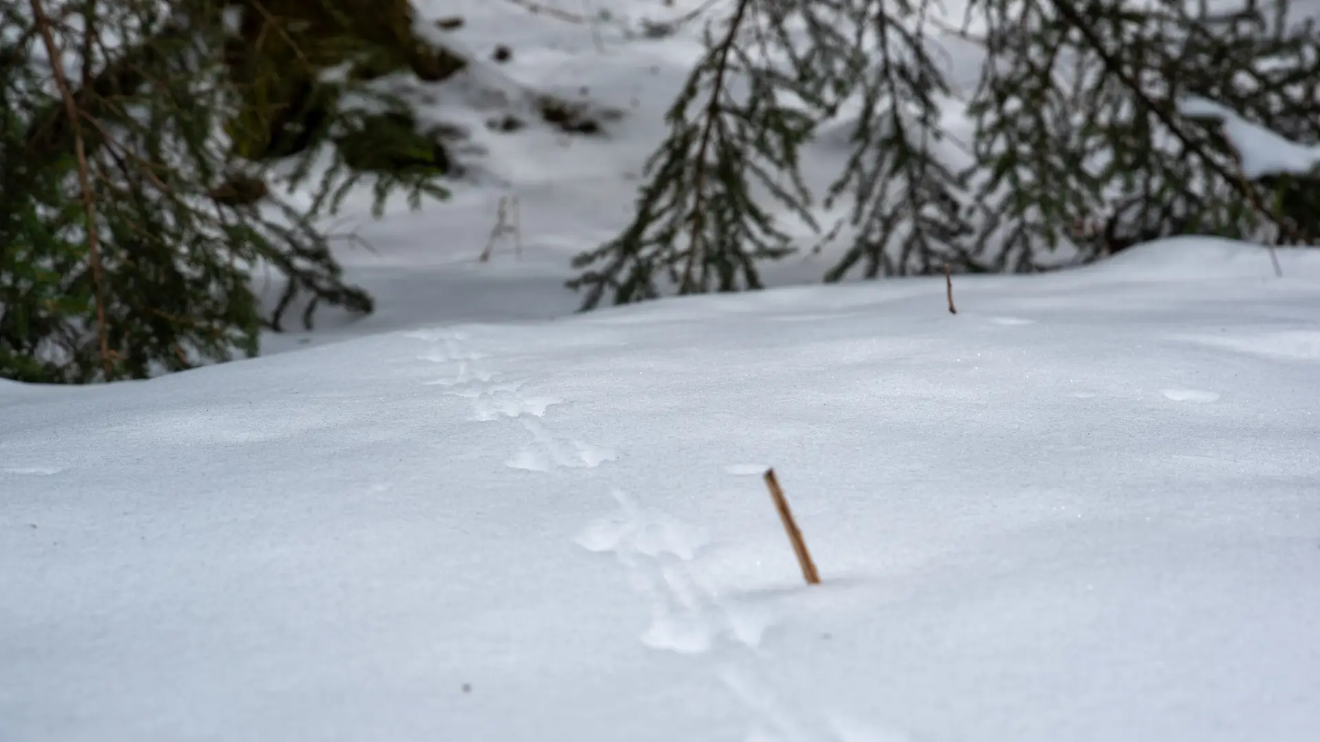 small stick pokes up out of snow marking small animal track with green pine boughs in the background