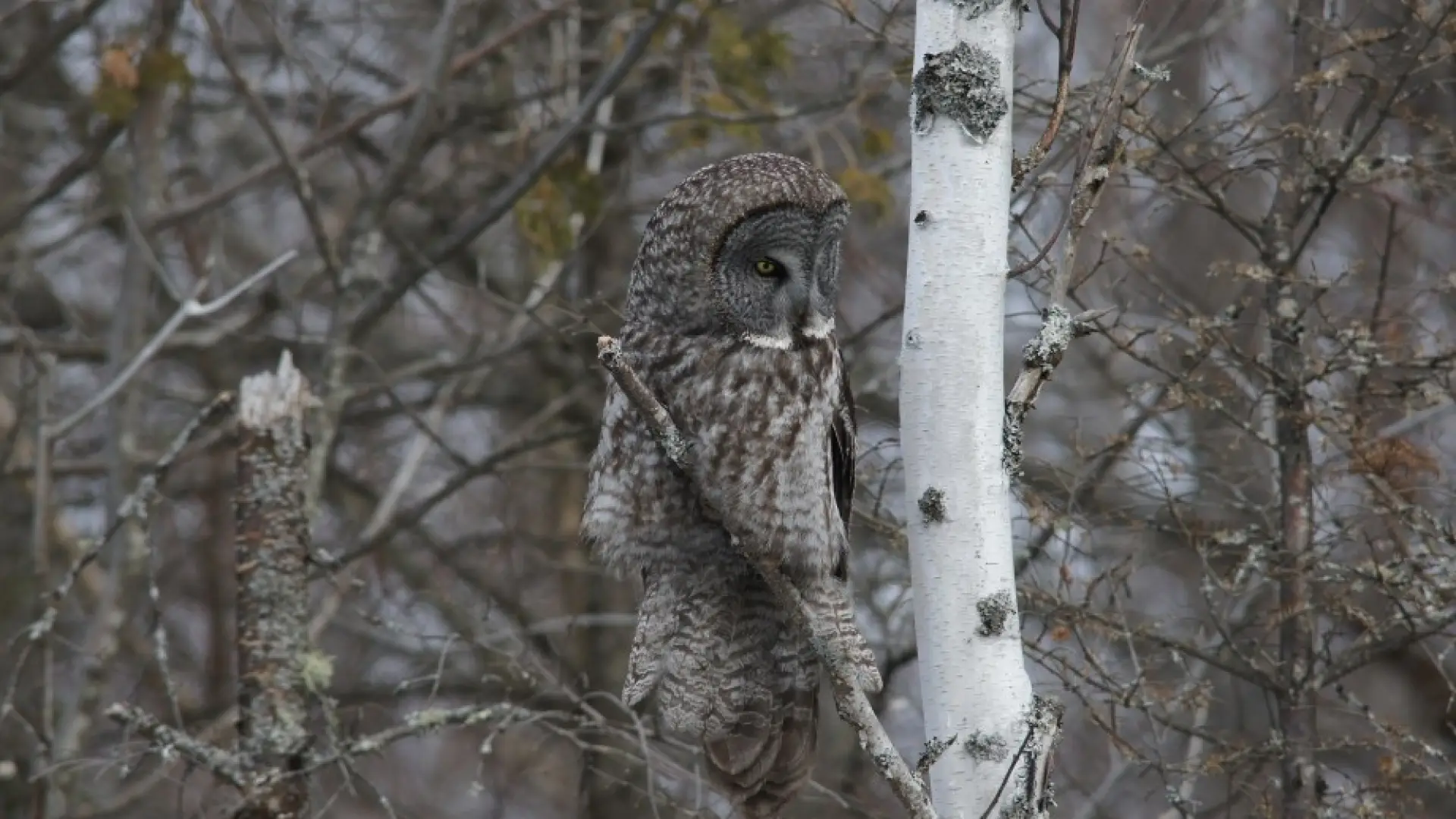 great gray owl