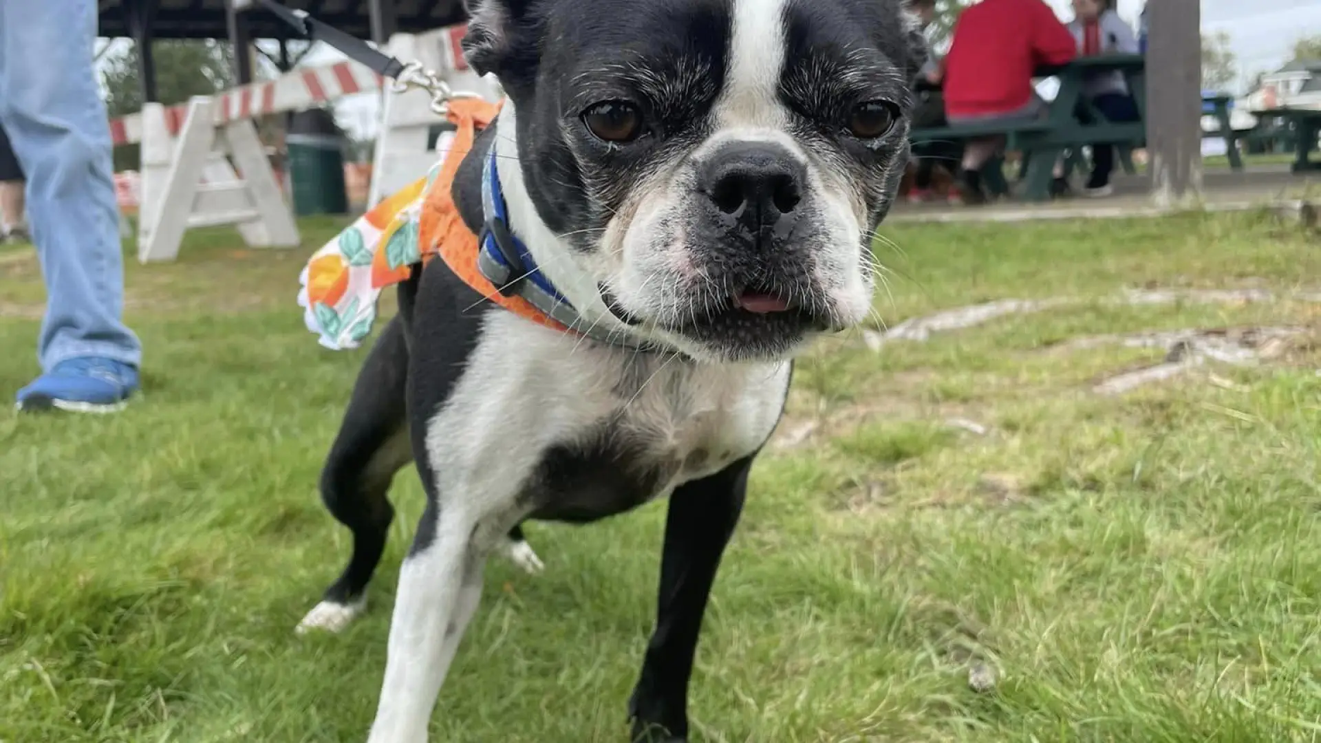 Dog looks at the camera.
