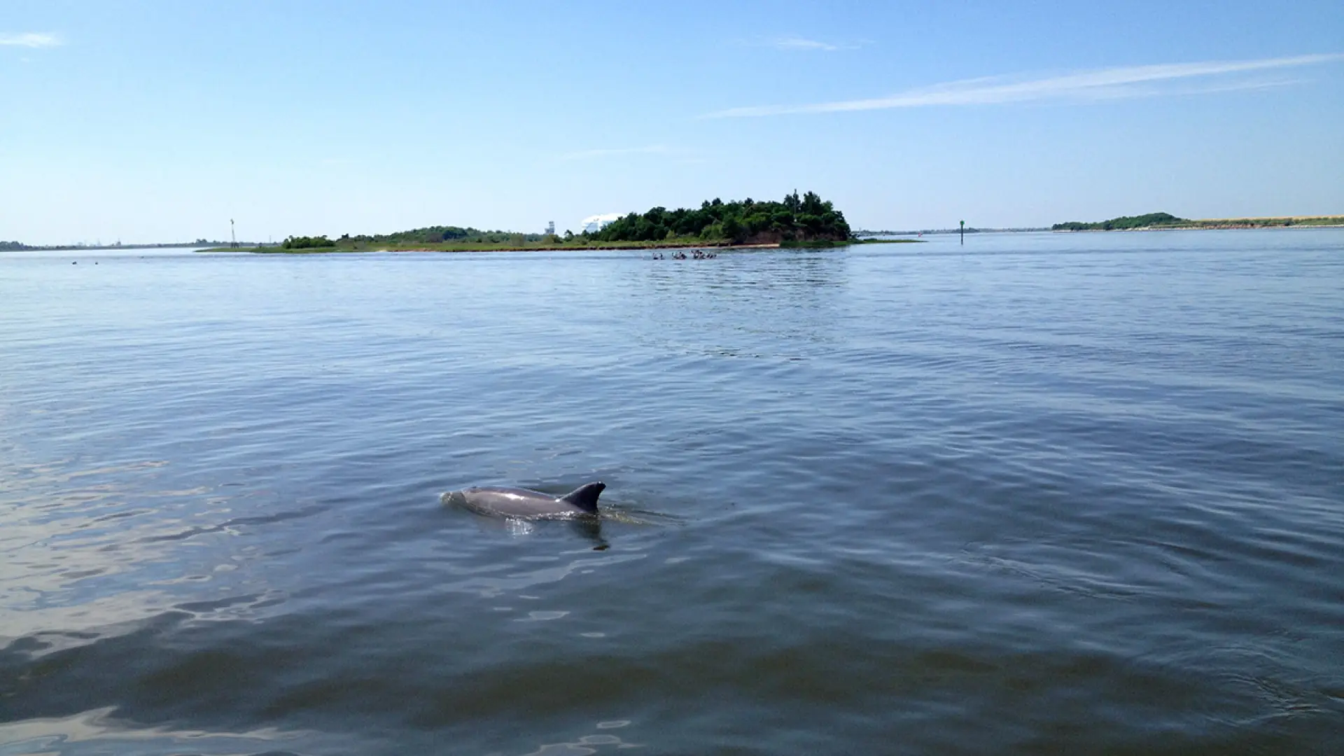 Dolphins off the bow